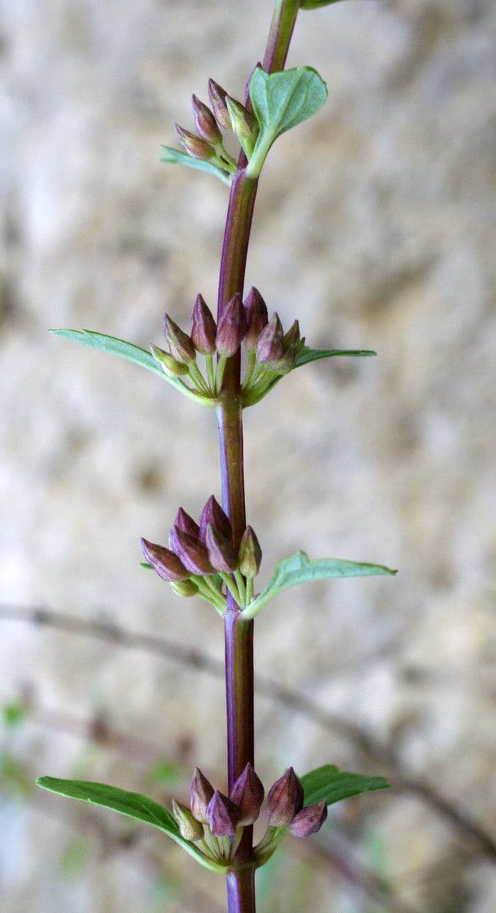 Teucrium 17