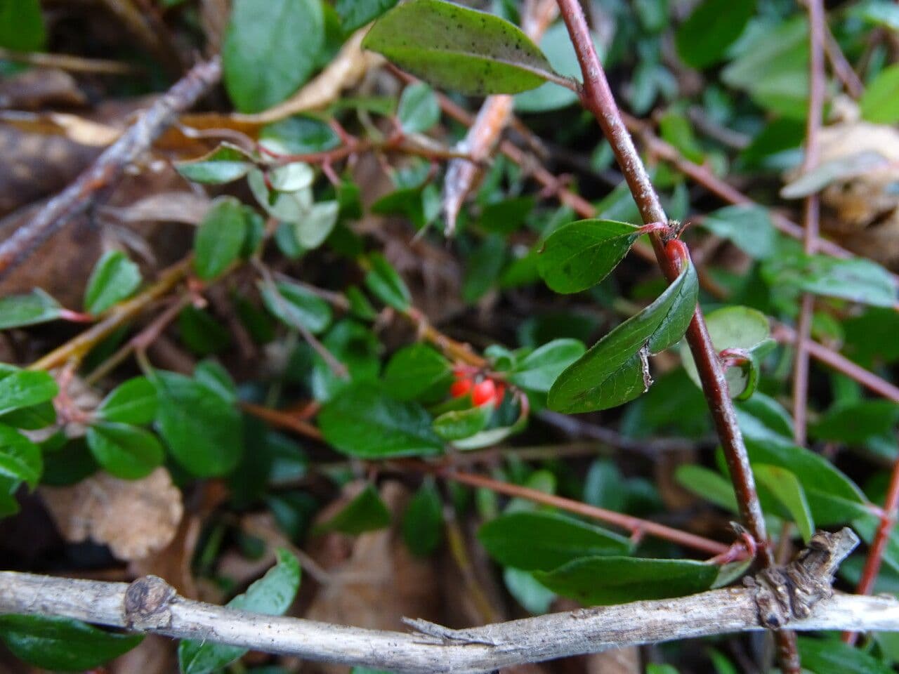 Cotonéaster de Suède 6