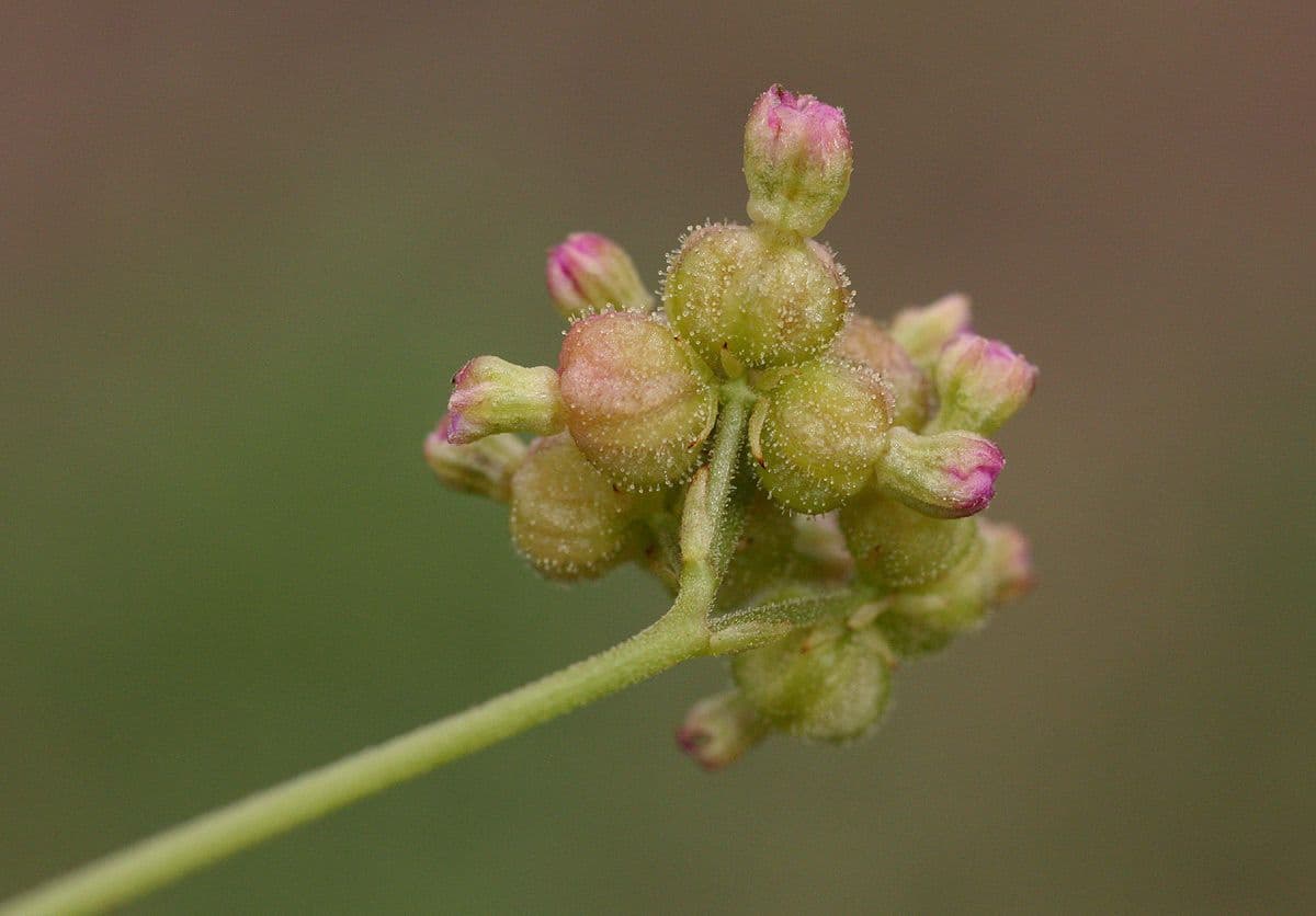 Boerhavia scarlatta 2