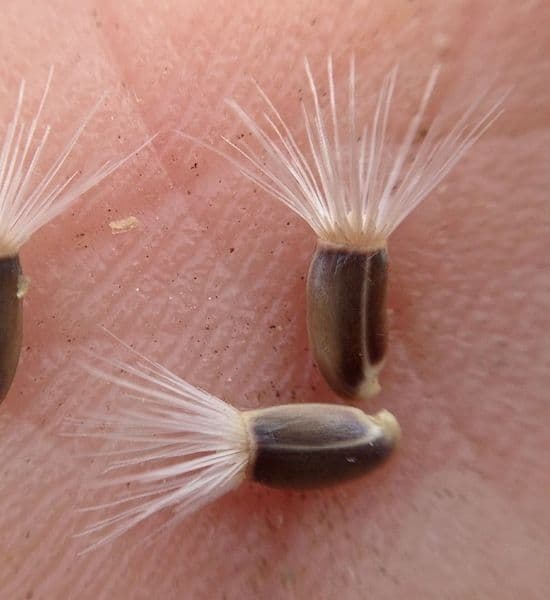 Centaurea diluta 4