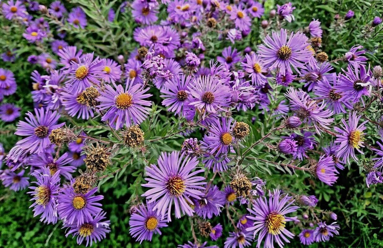 Raublatt-Aster 5
