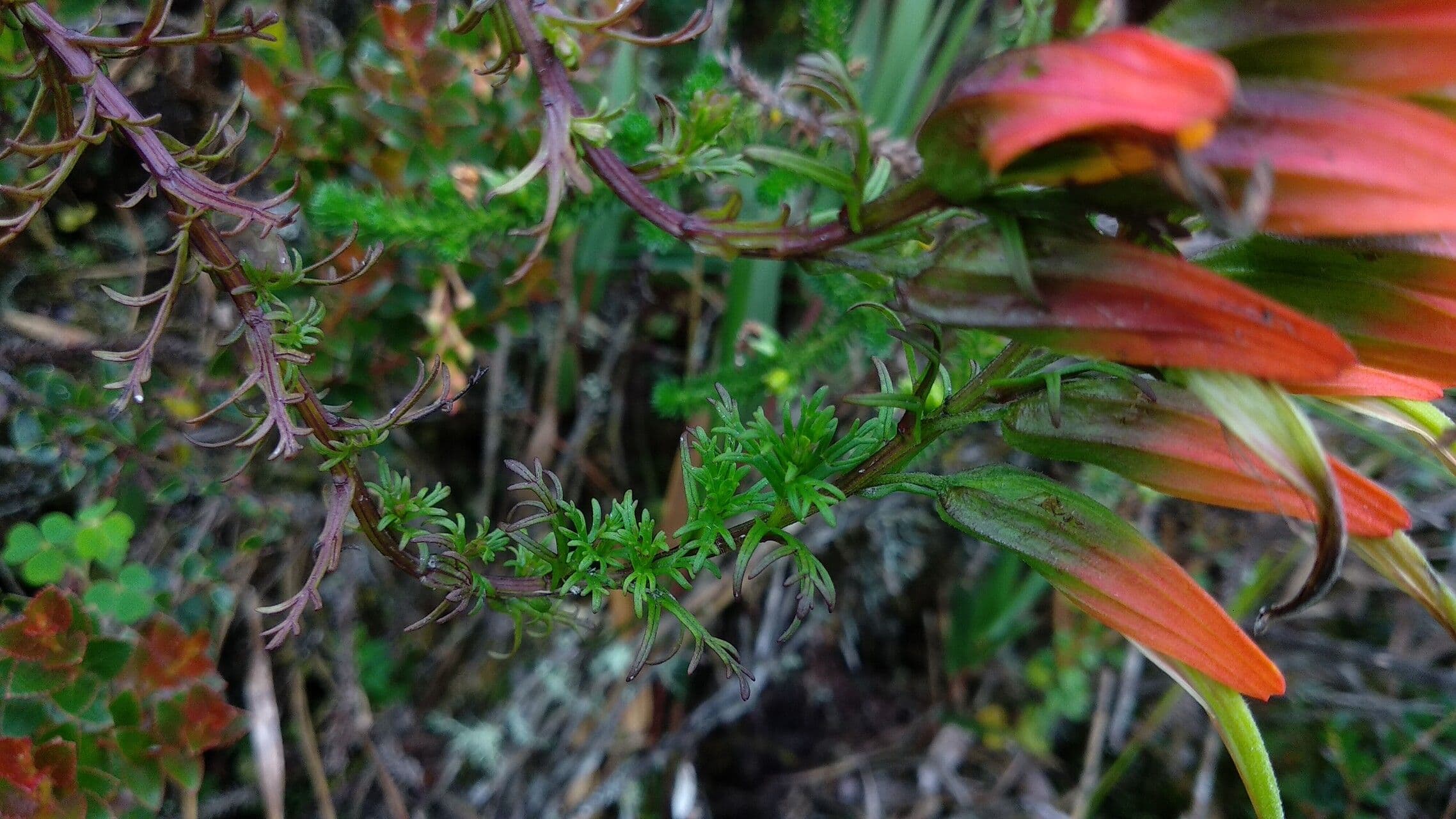 Castilleja 11