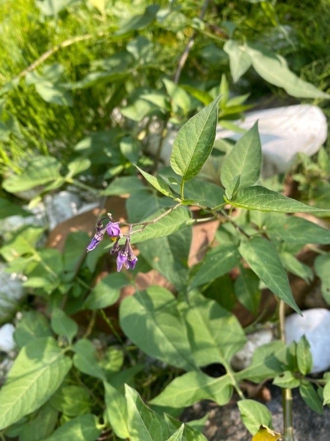 Dulcamara 29