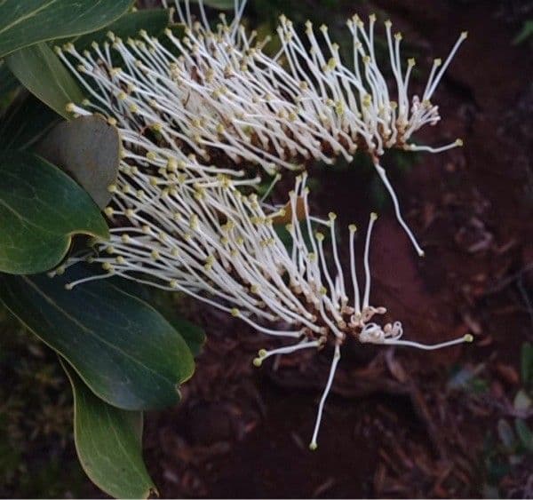 Grevillea 2
