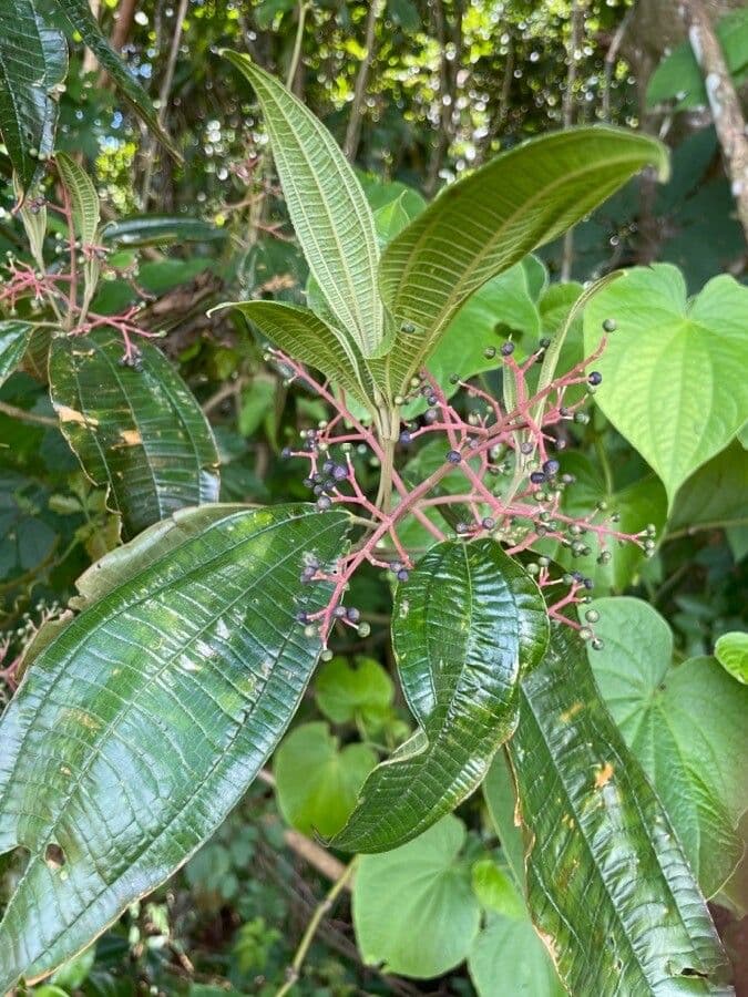 Miconia affine 14