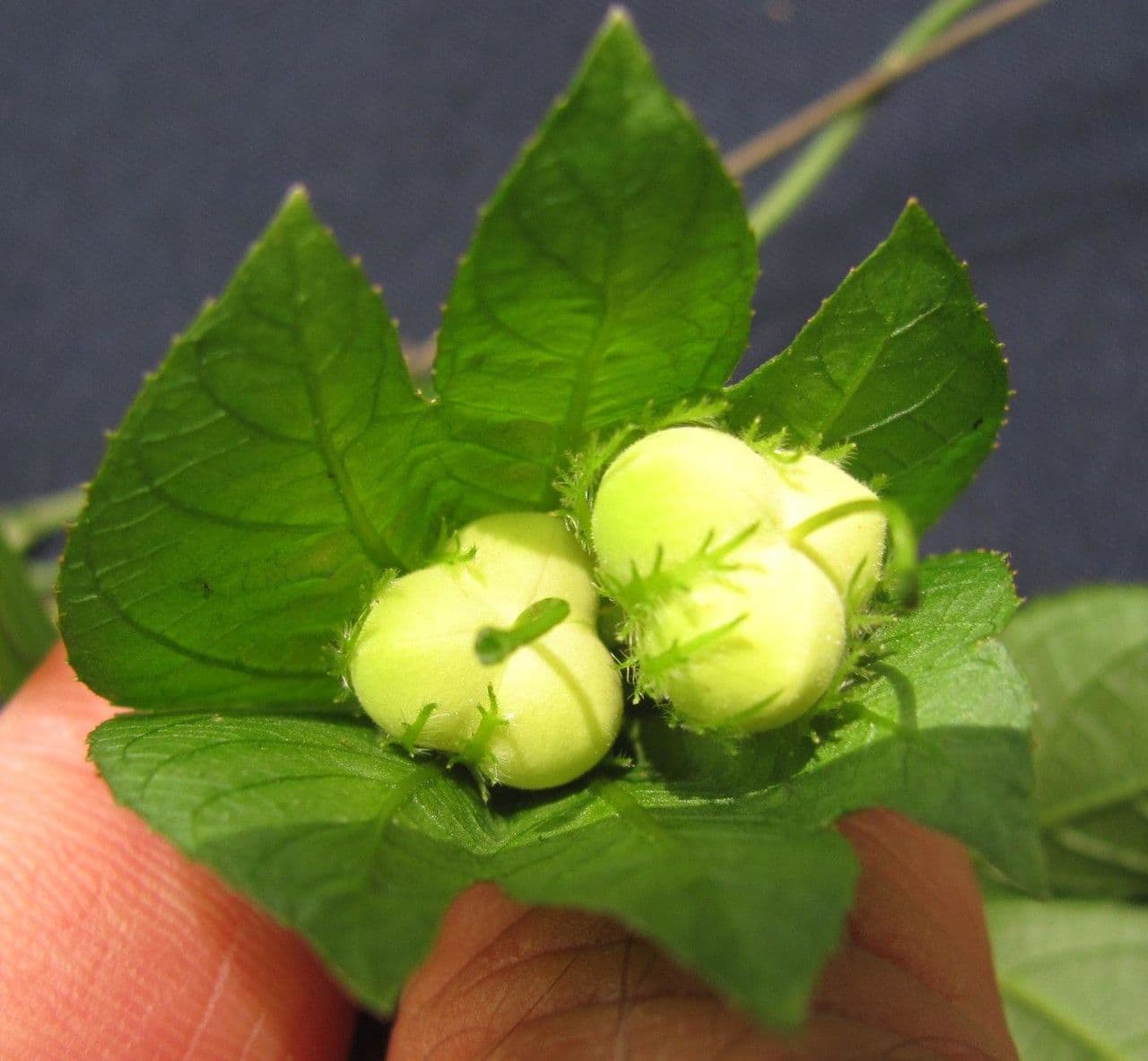 Dalechampia