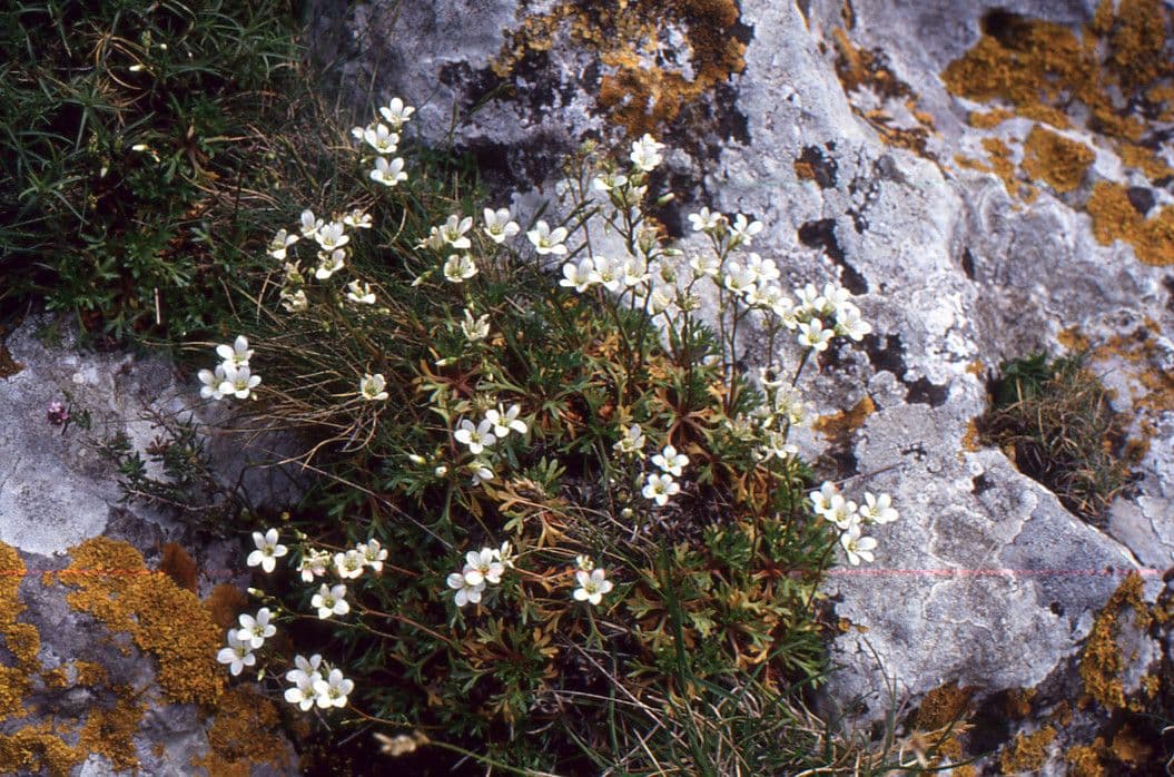 Skalnica 9