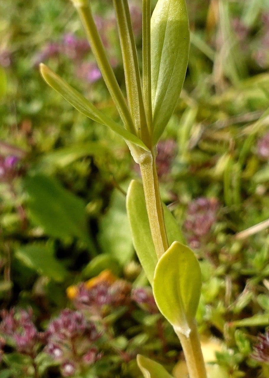 Centaurea minore 25