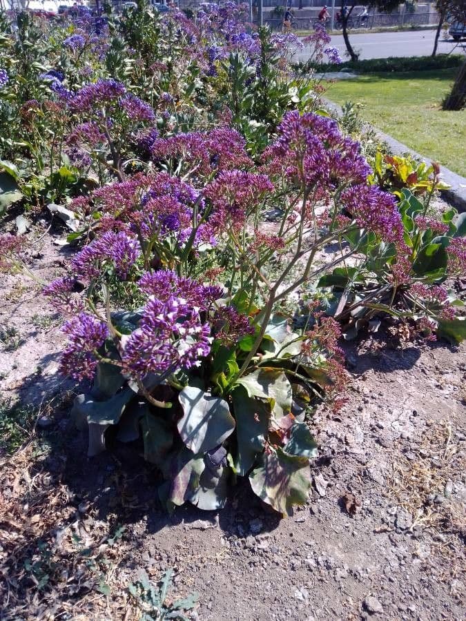 Limonium californicum