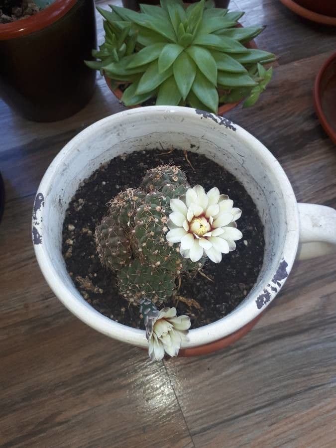Gymnocalycium 7