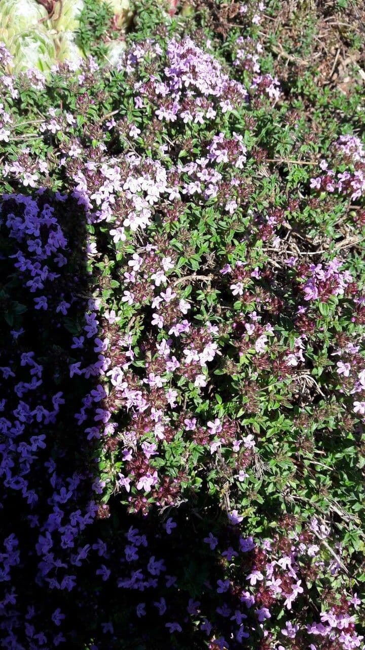 Thym à odeur de cumin 3