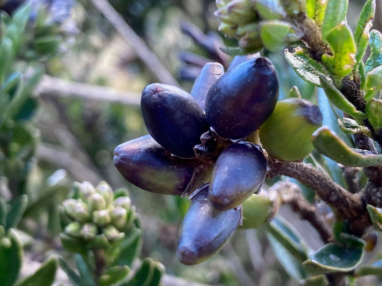 Cestrum