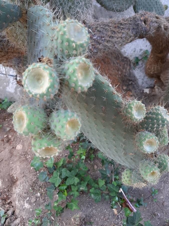 Opuntia leucotricha 3