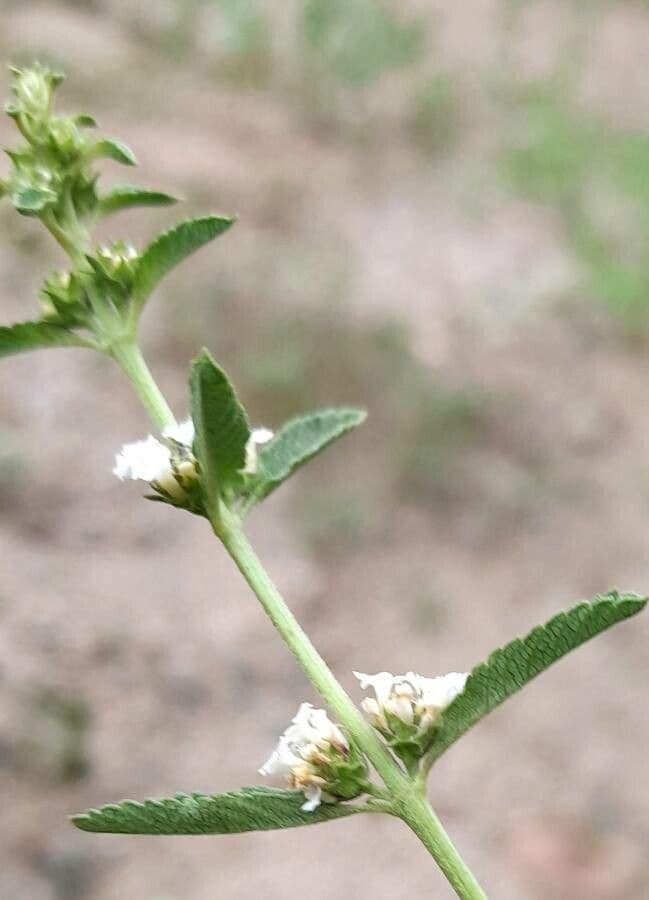 Lippia 3
