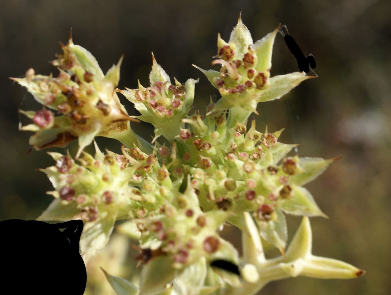 Echinophora spinosa 4