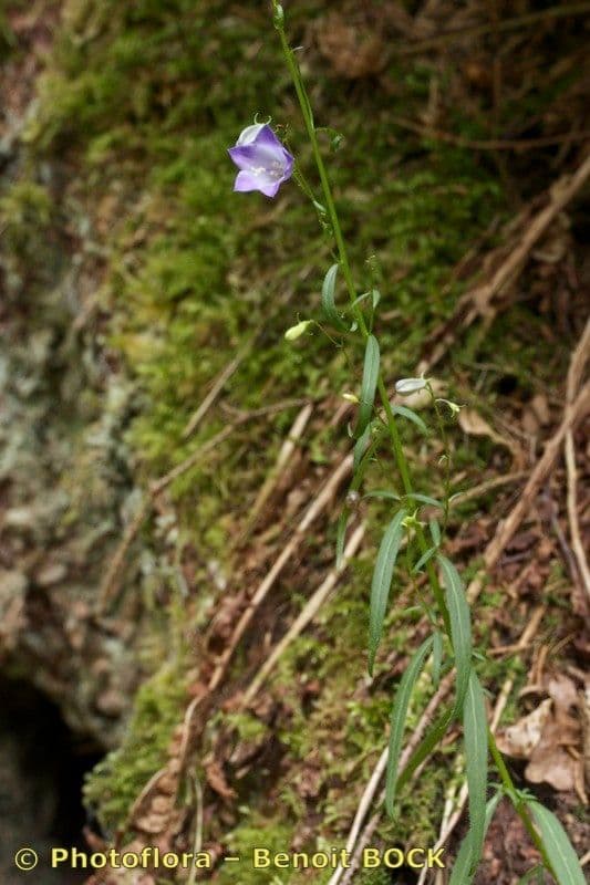 Baumgartens Glockenblume 5