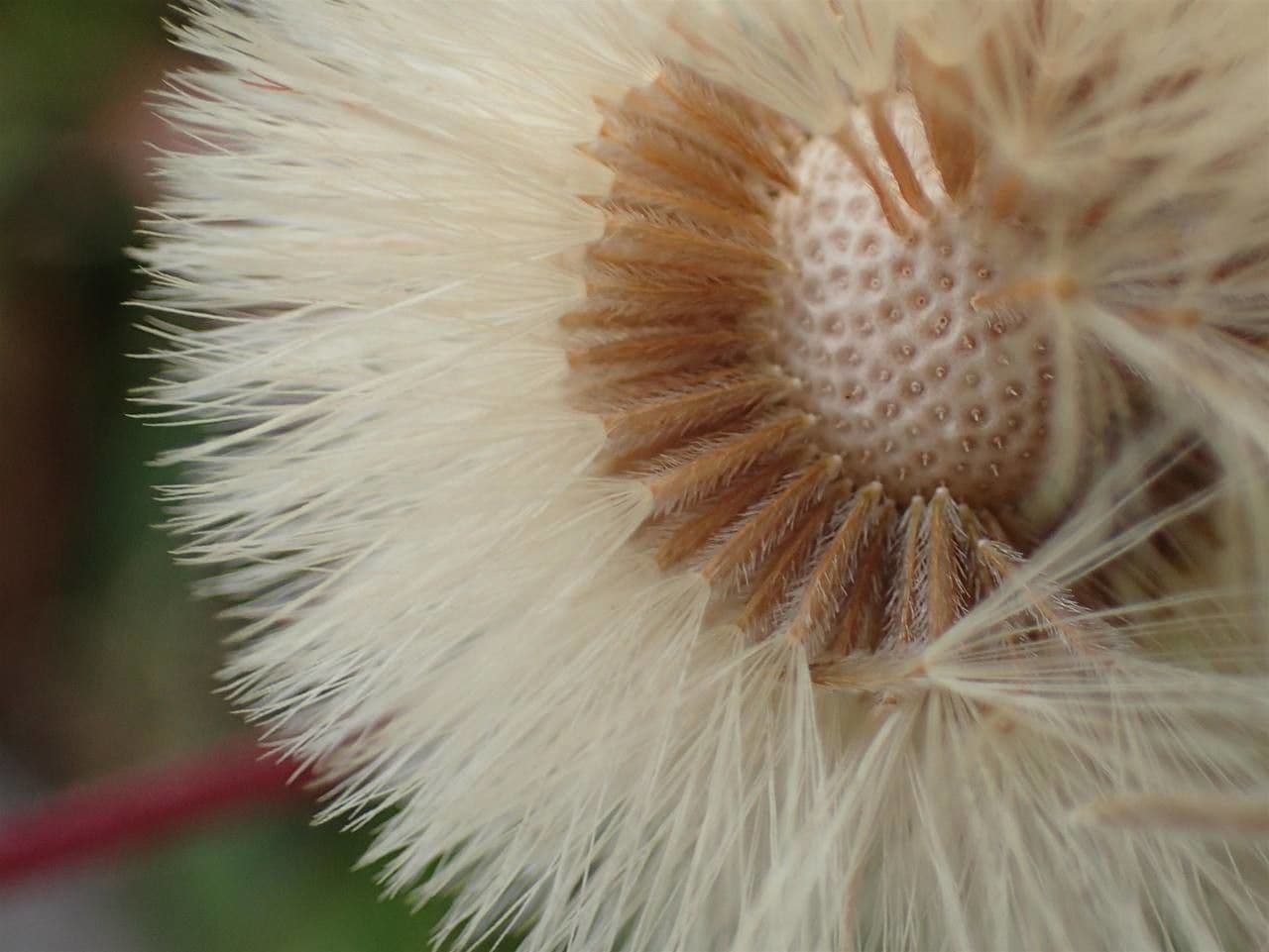 Erigeron alpino 4