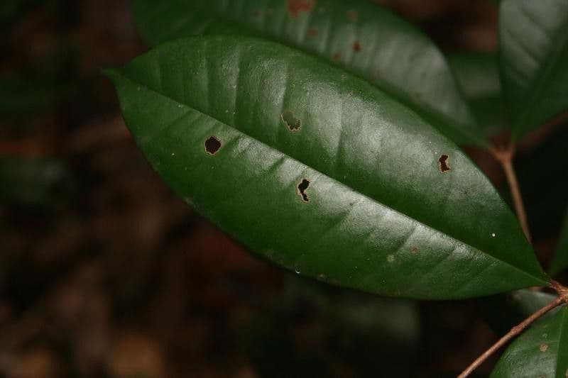 Myrcia 3