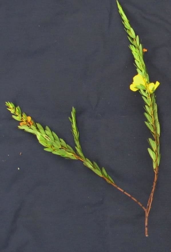 Desvauxs Mimose 16