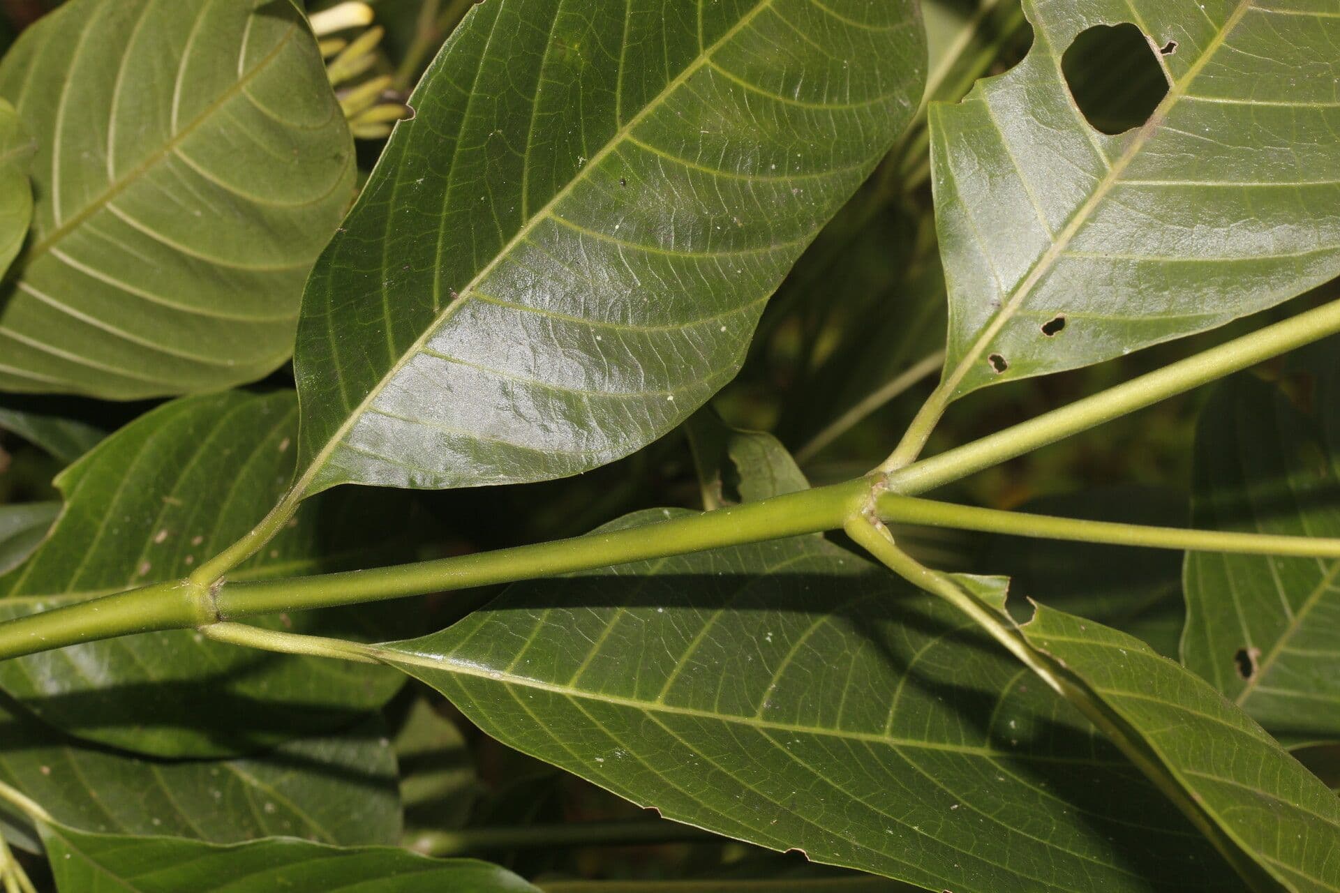 Palicourea 9