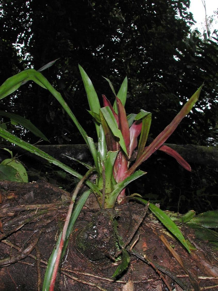 Aechmea 14