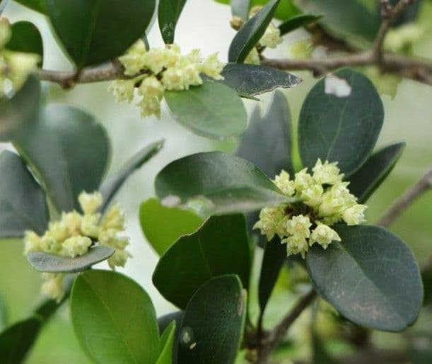 Emmenosperma 9