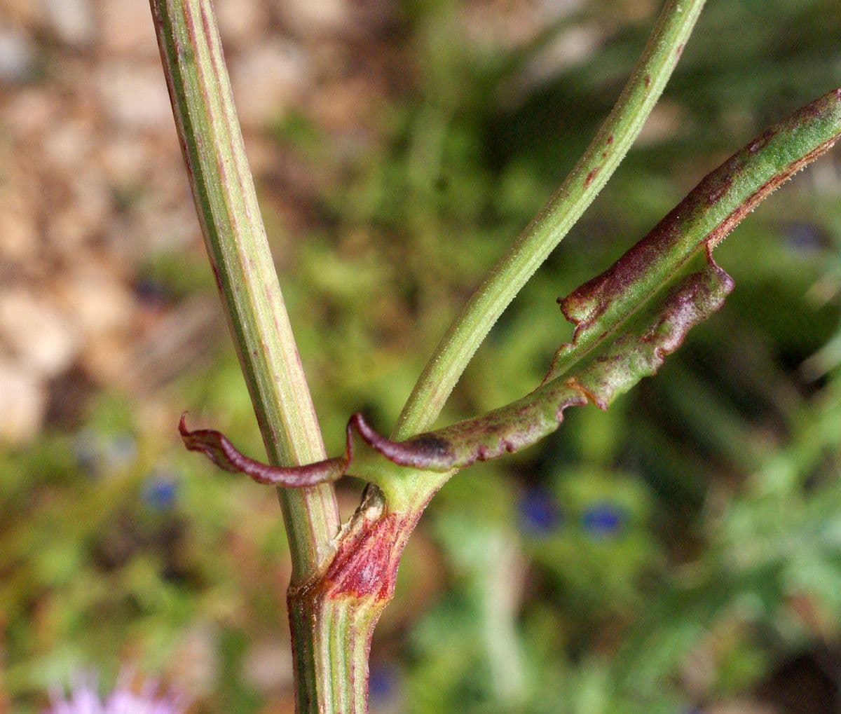 Rumex 24