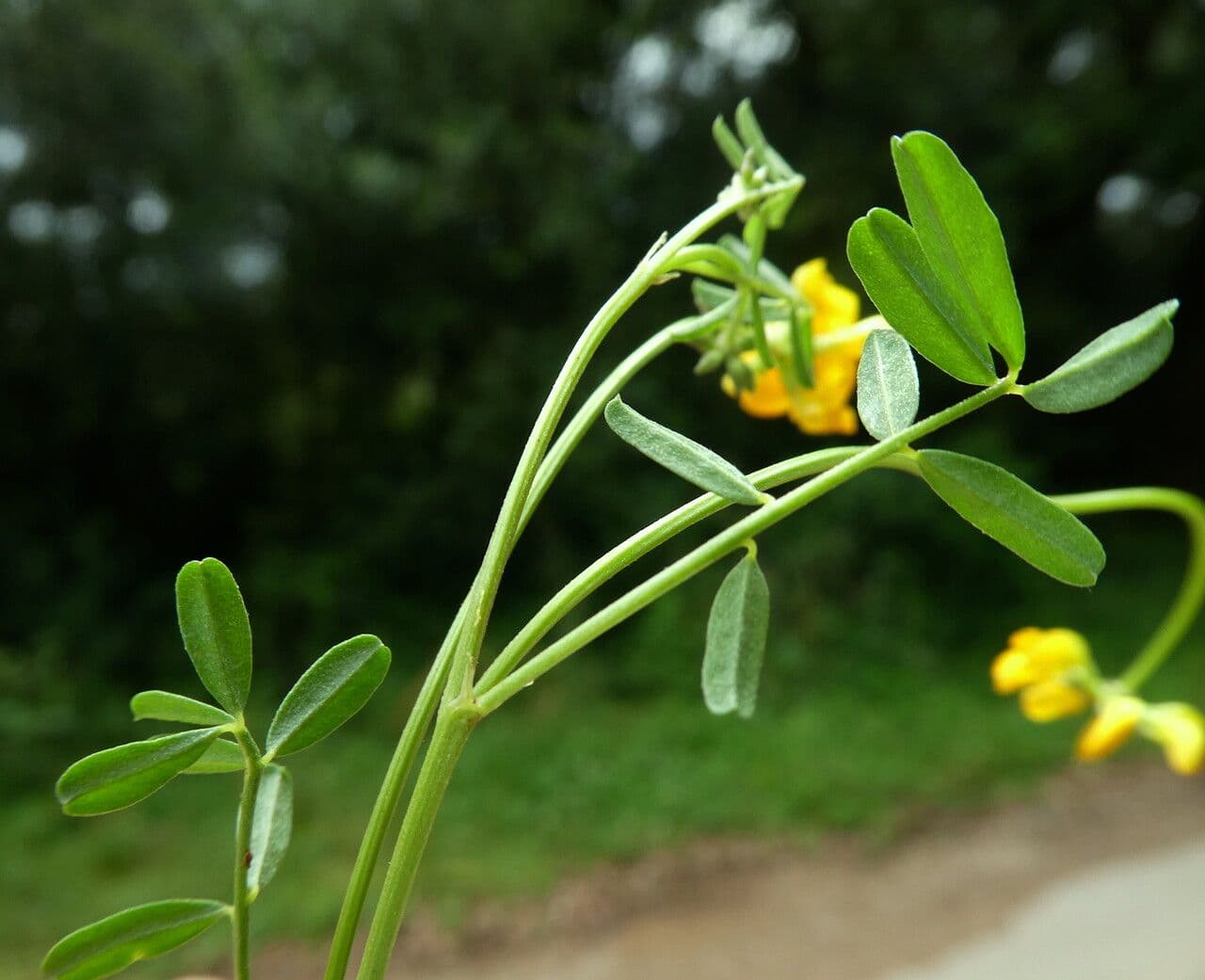 Hippocrepis 21