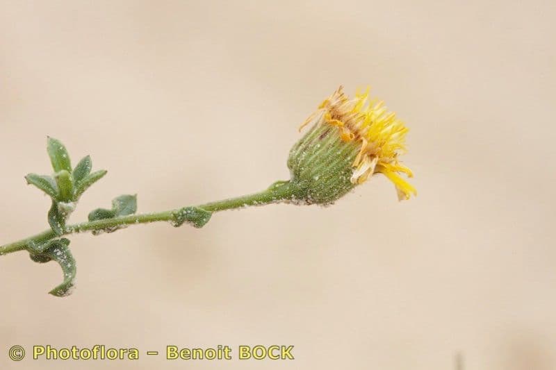Pulicaria 11