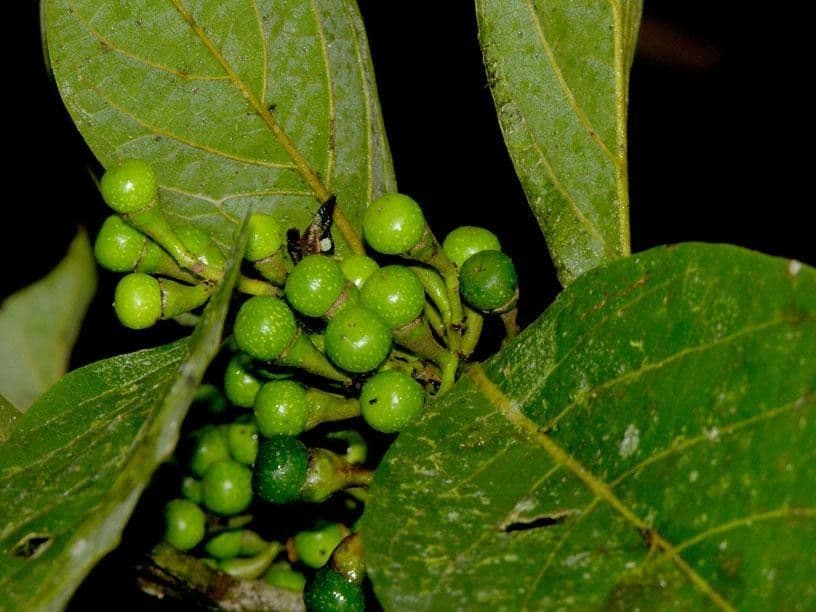 Ocotea 3
