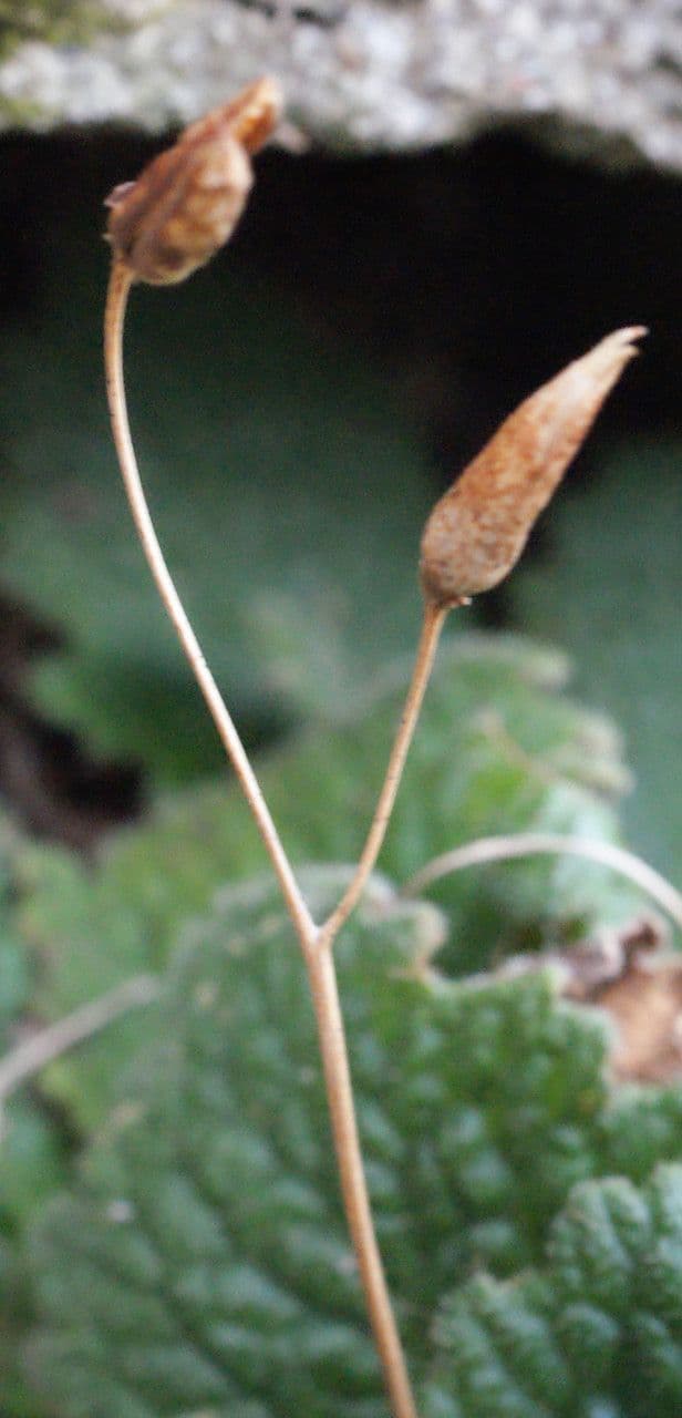 Ramonda Mycona 5