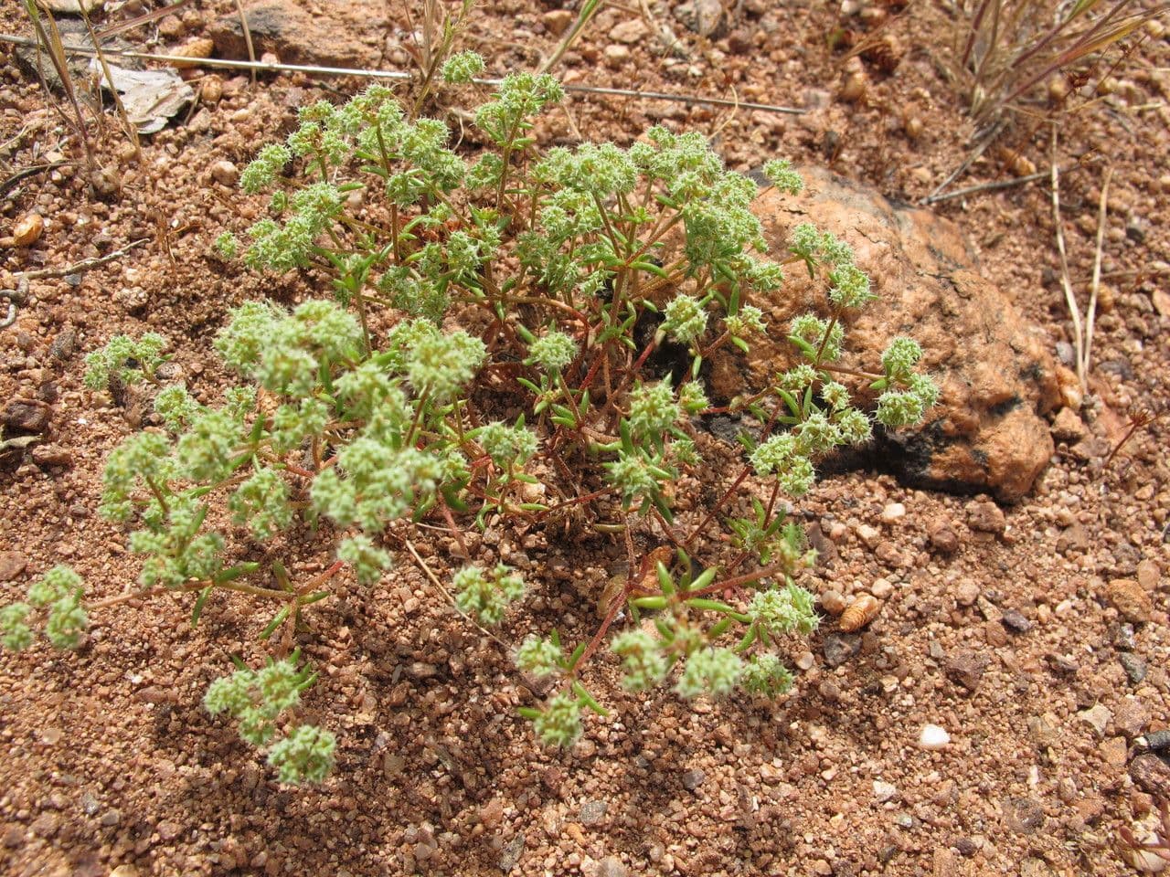 Chaetonychia 12