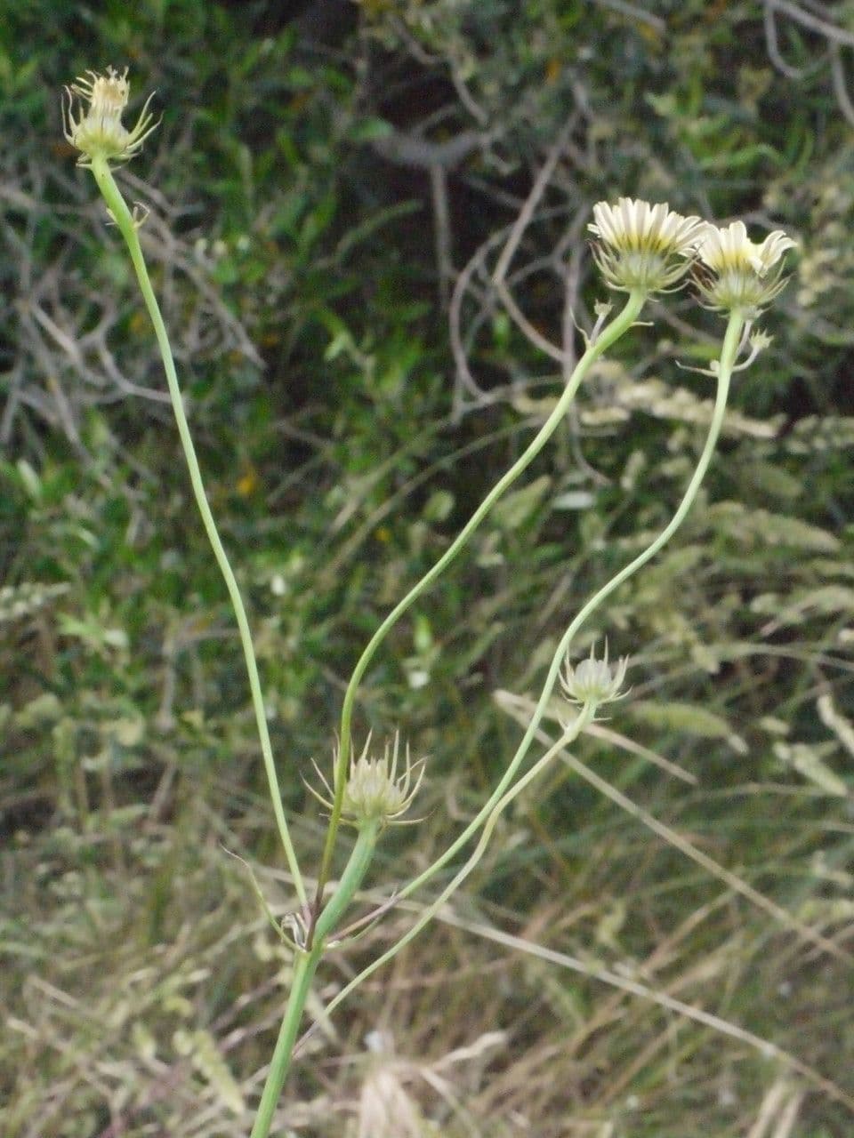 Tolpis barbata 26