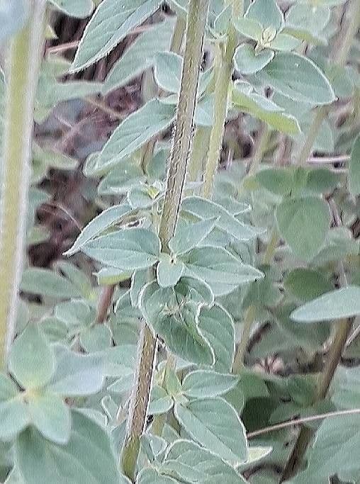 Oregano 25