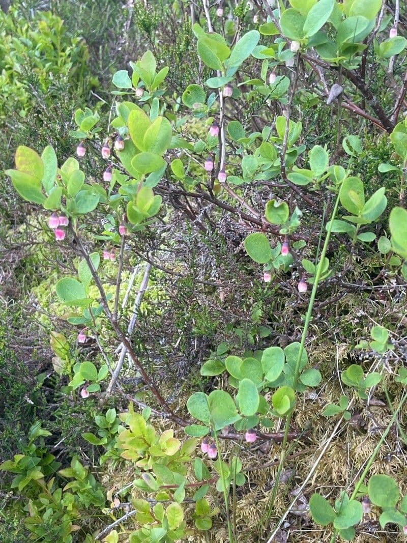 Rauschbeere 12