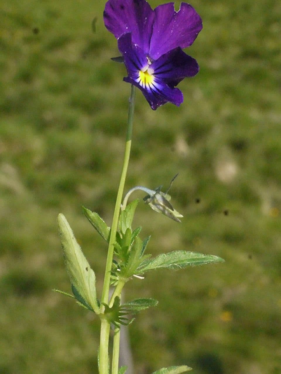Viola gialla 21