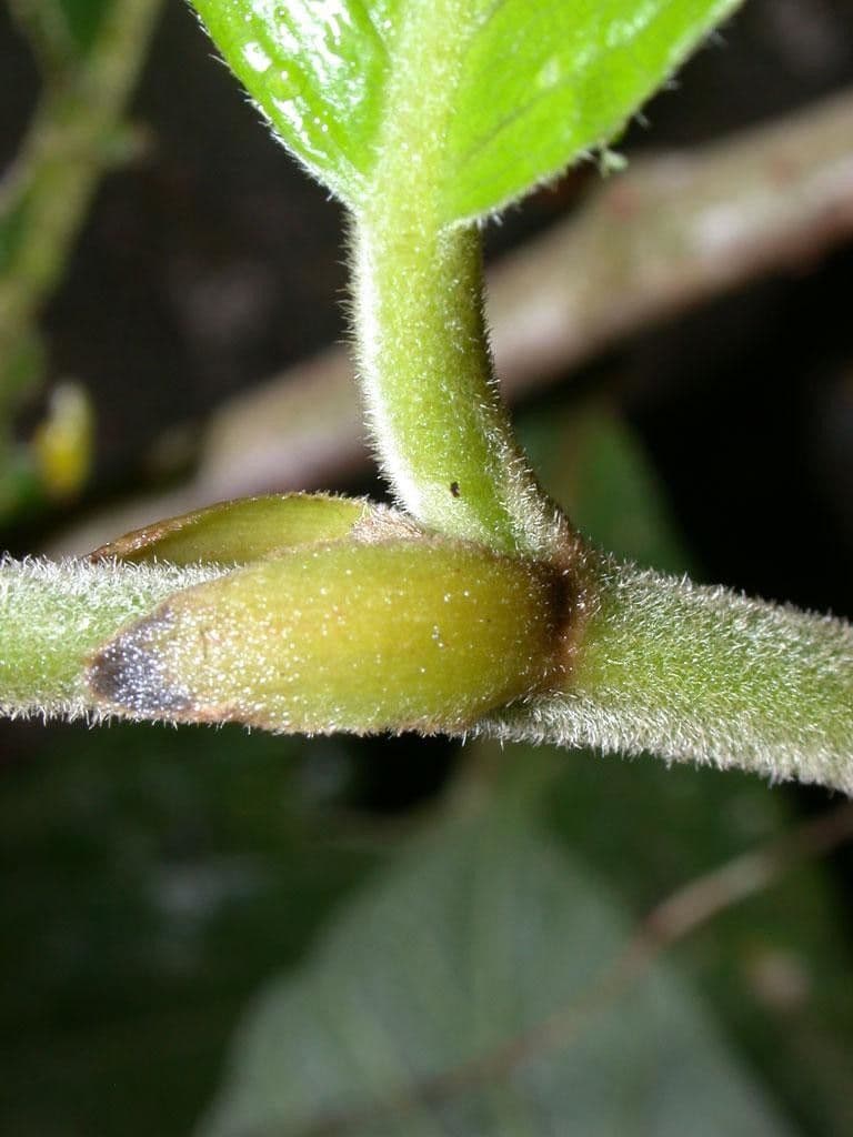 Dichapetalum 12