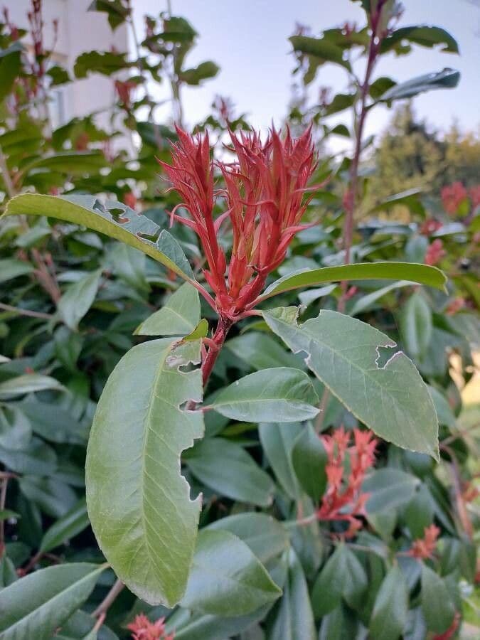 Photinia 7
