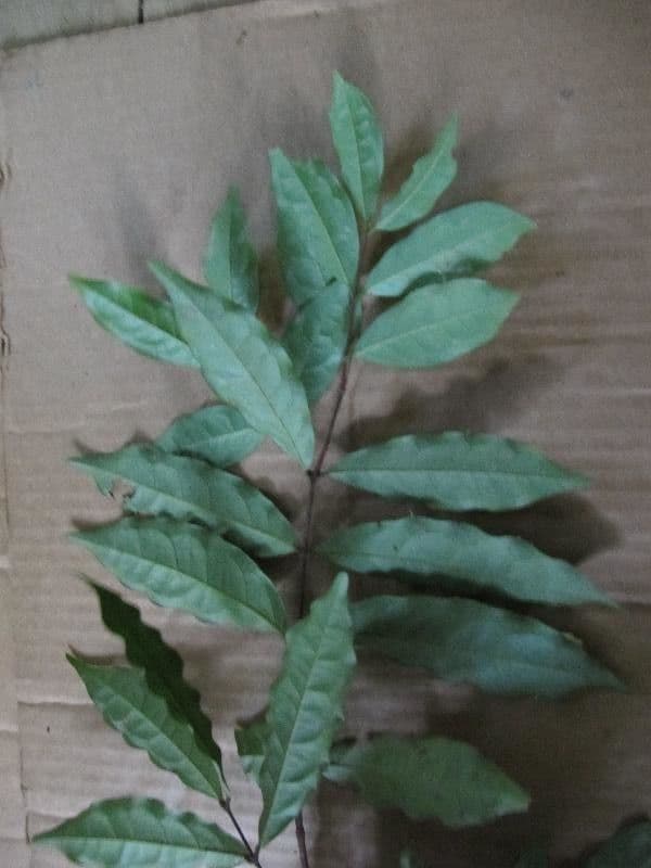 Eugenia patrisii 3