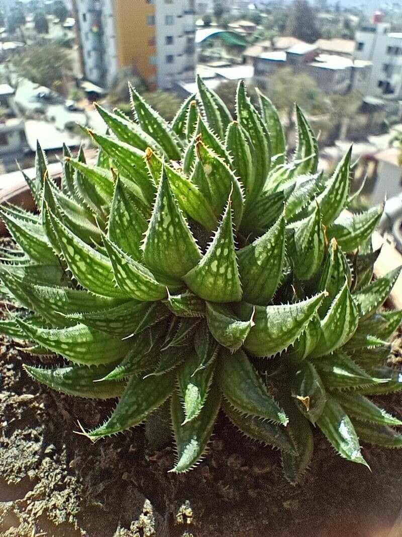 Haworthia 6