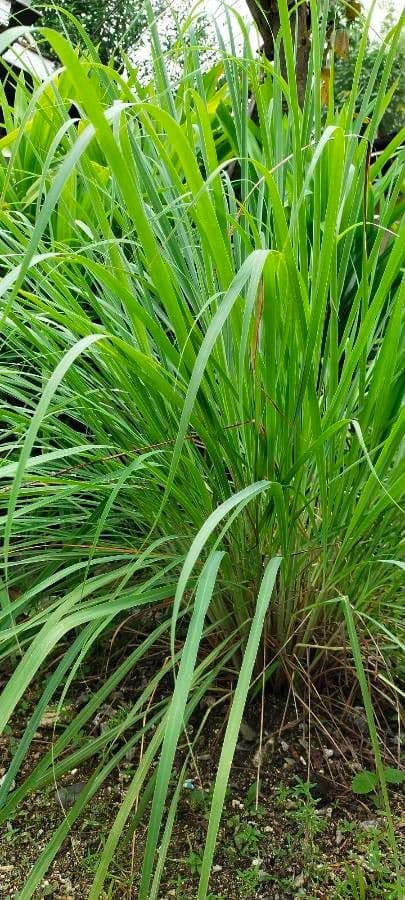 Citronella 12