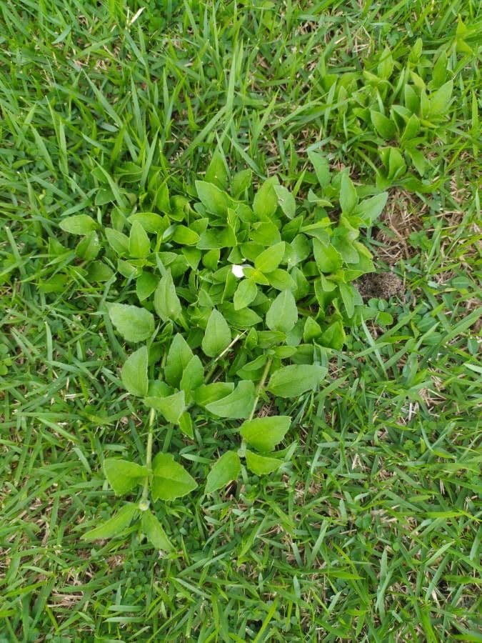 Lobelia 19