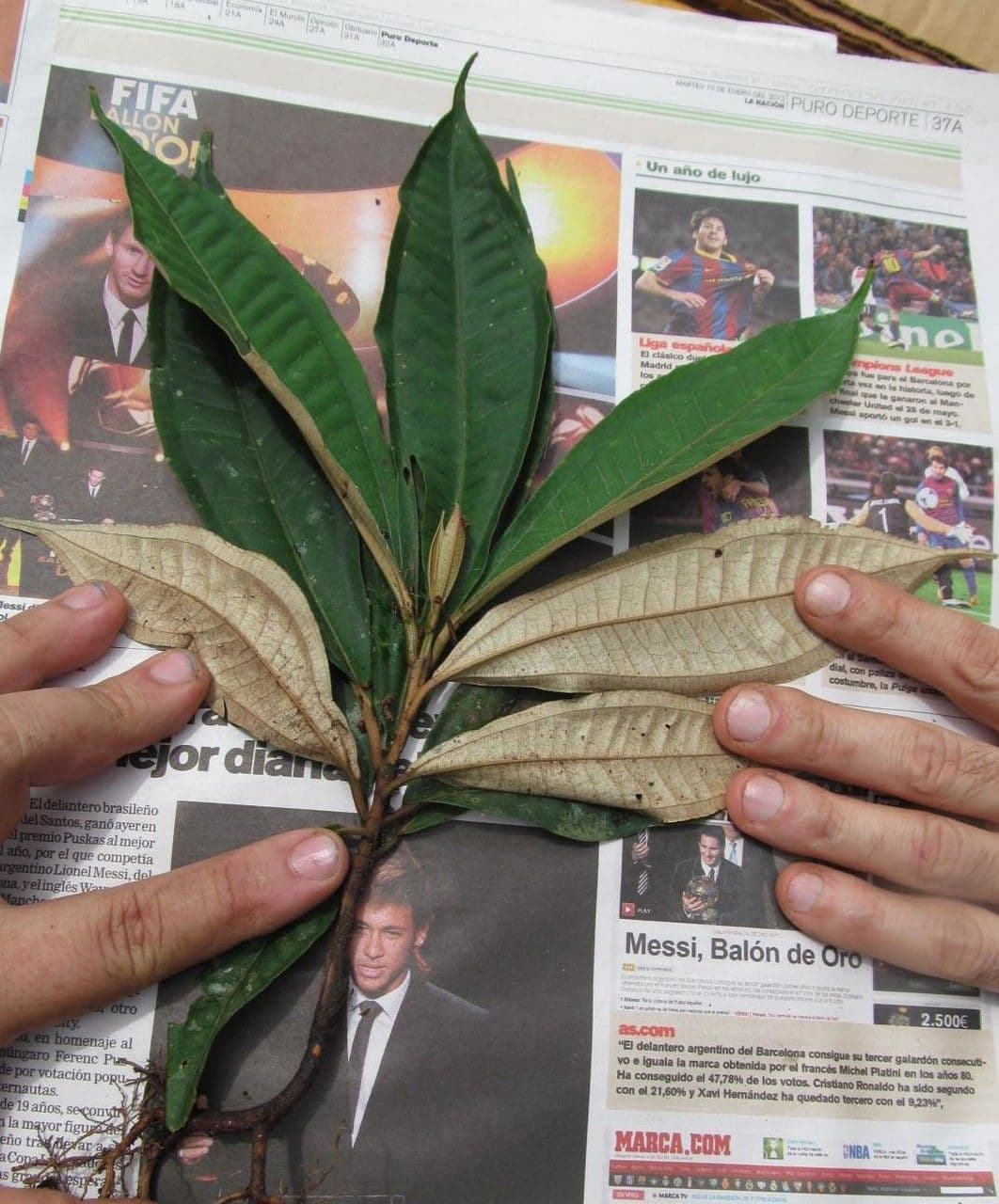 Miconia punteggiata 18