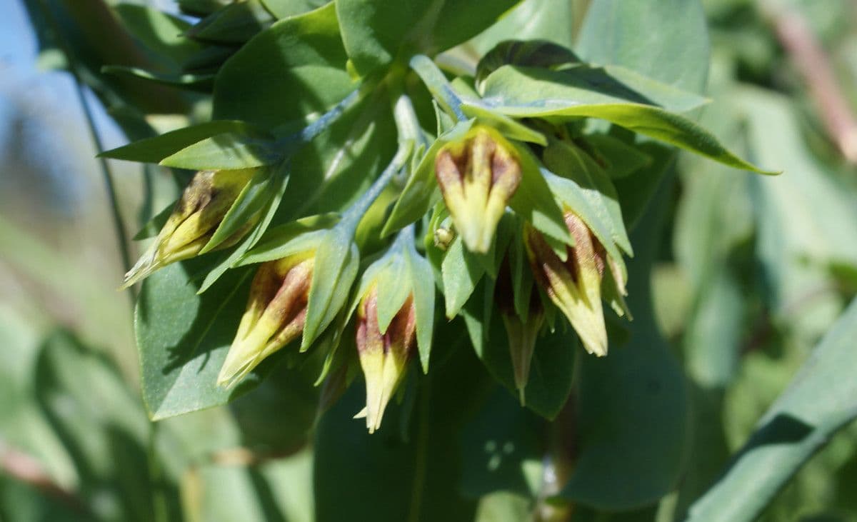 Cerinthe minor 6