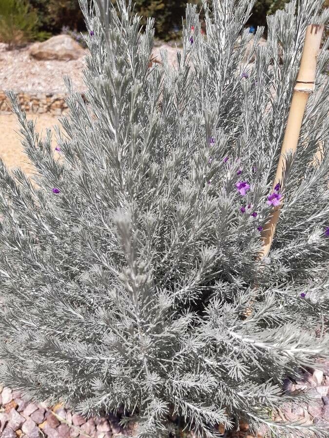 Eremophila 10
