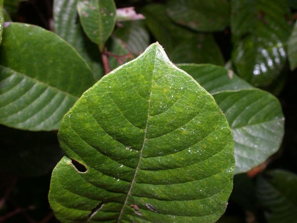 Davilla 14