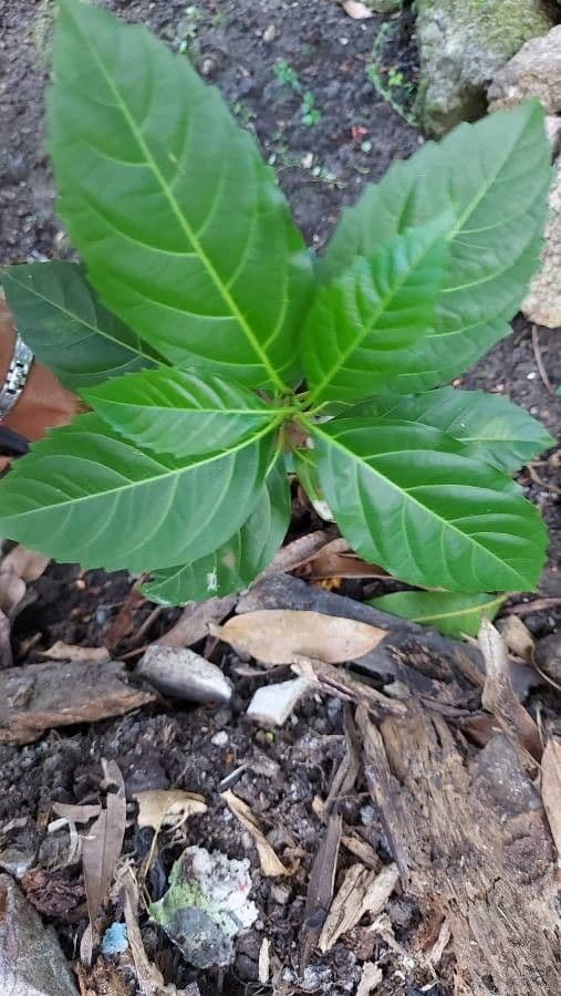Citharexylum 17