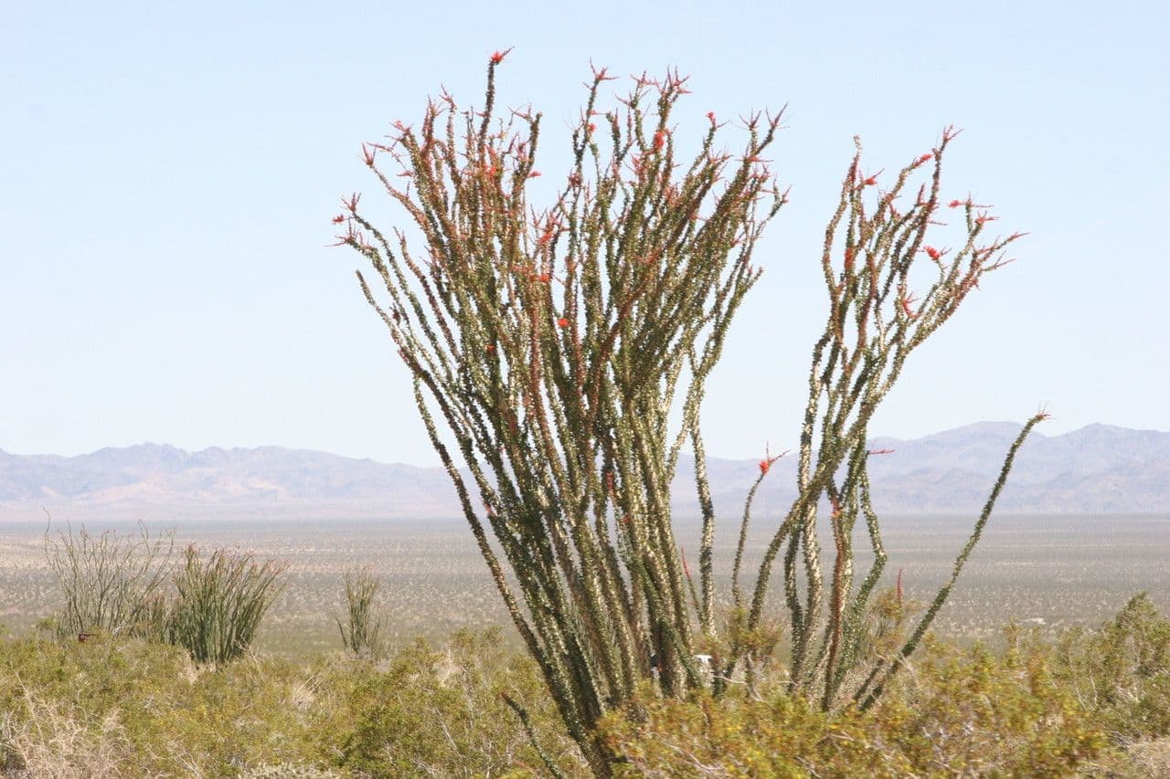 Ocotillo