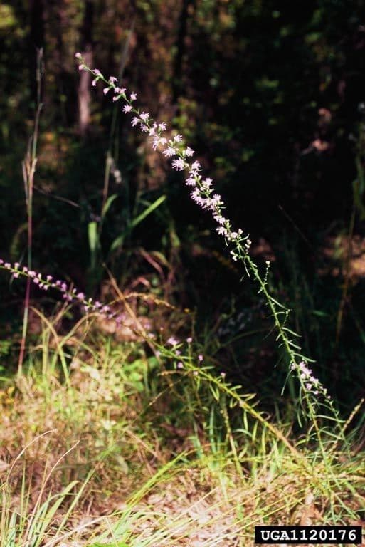 Liatris 3
