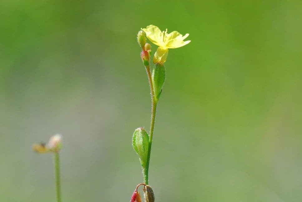 Oenothera 3